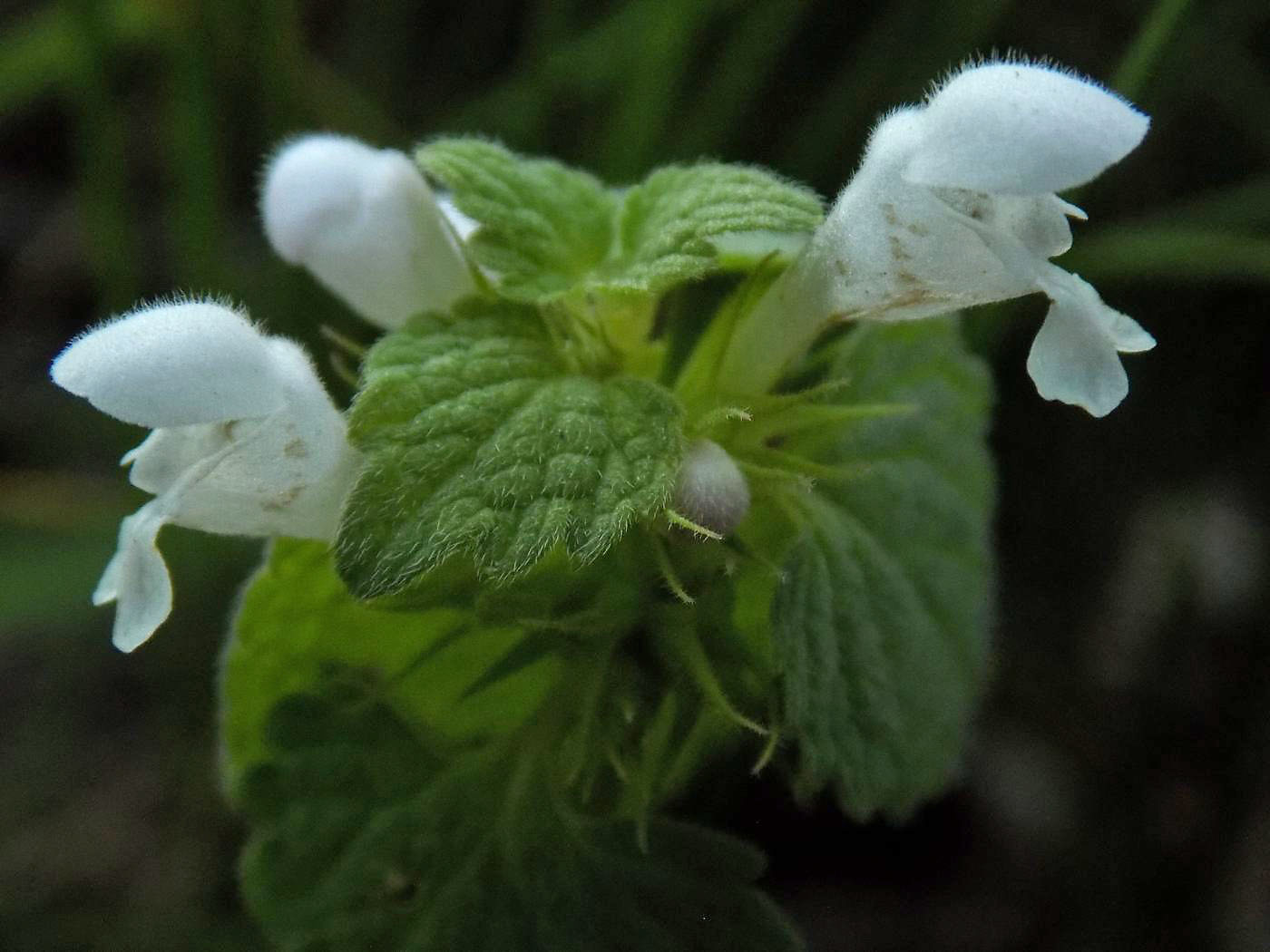 Image of Lamium purpureum specimen.