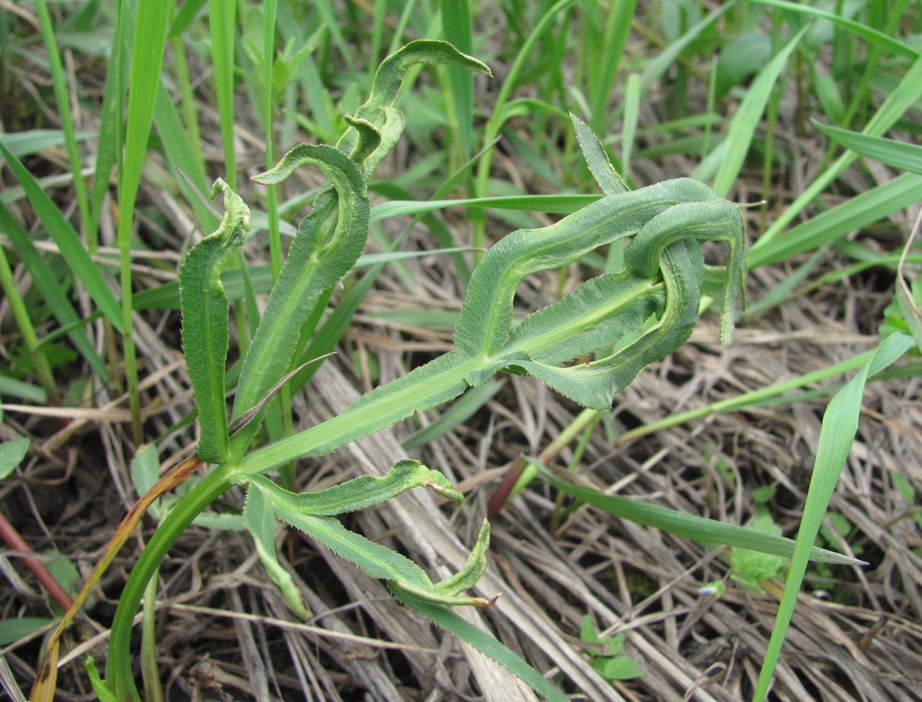 Изображение особи Falcaria vulgaris.