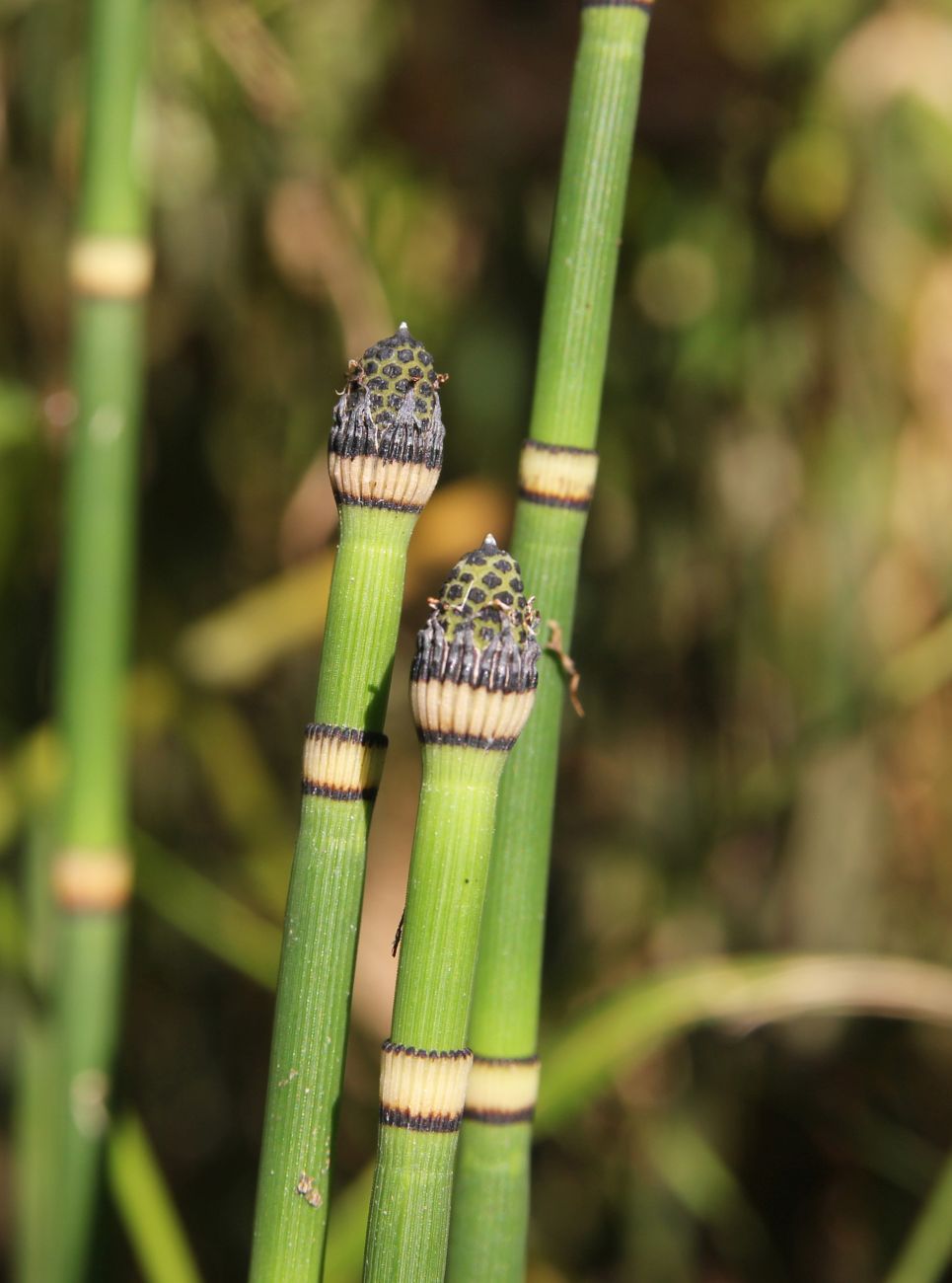 Изображение особи Equisetum hyemale.