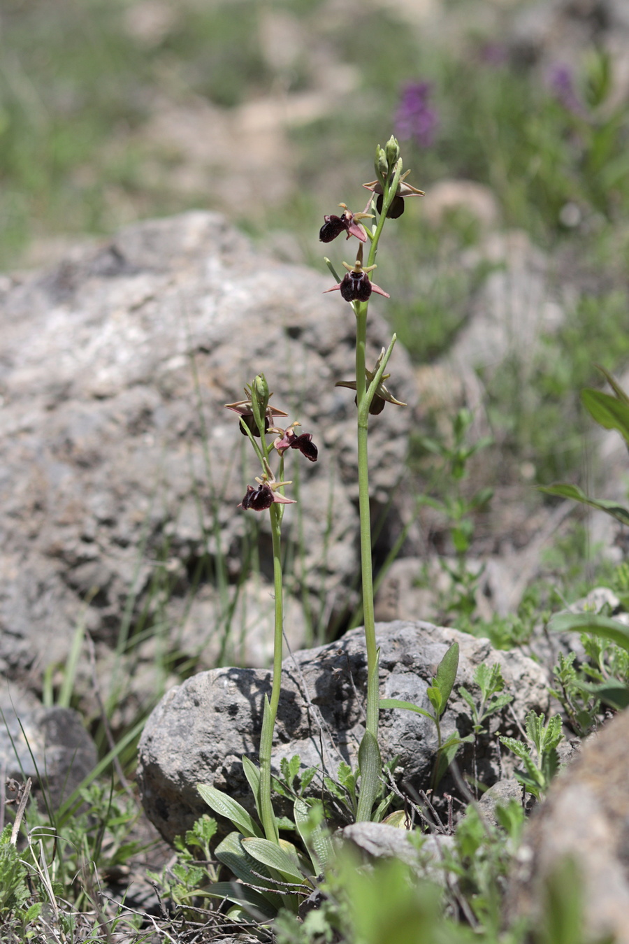 Изображение особи Ophrys mammosa.