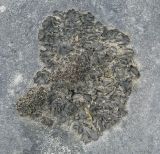 division Ascomycota. Слоевище в сообществе с Bryopsida. Пермский край, Лысьвинский р-н, камень Кобыльи Рёбра, обнажение известняков. 05.05.2021.
