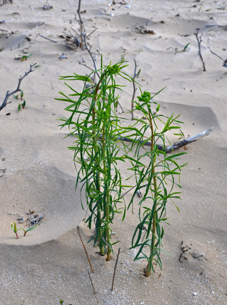 Image of Euphorbia uralensis specimen.
