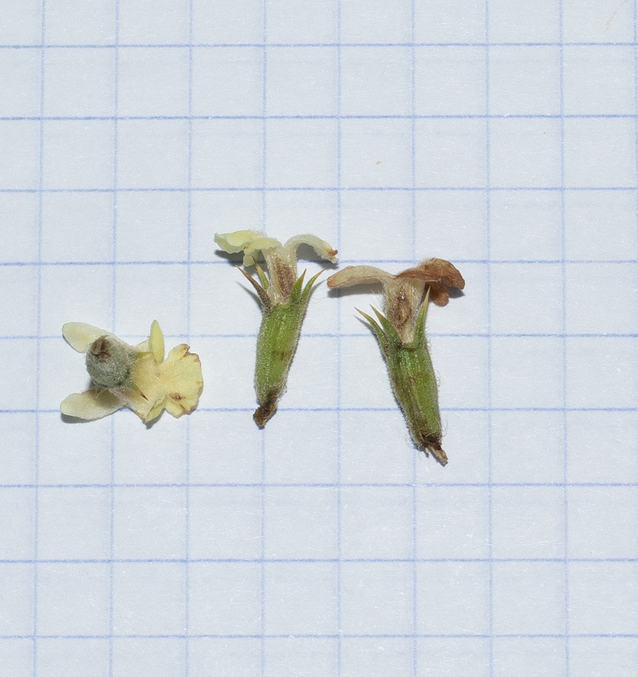 Image of Sideritis pullulans specimen.
