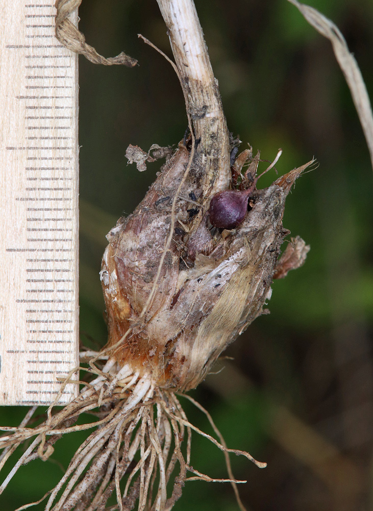 Image of Allium rotundum specimen.