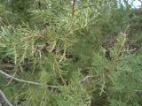 Juniperus foetidissima