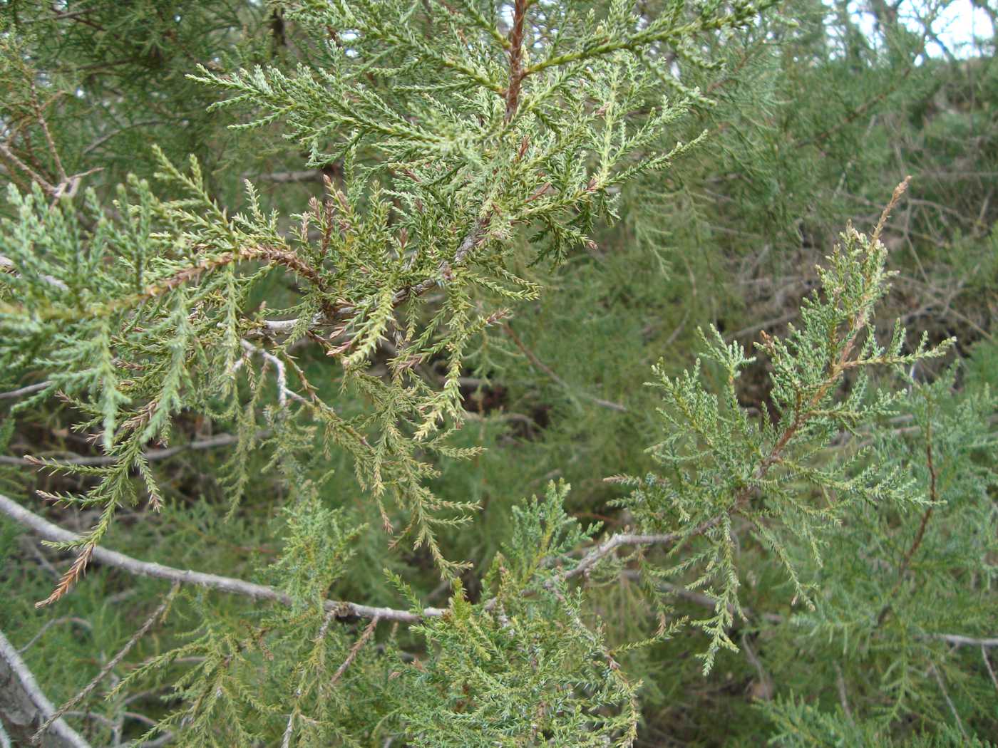 Изображение особи Juniperus foetidissima.