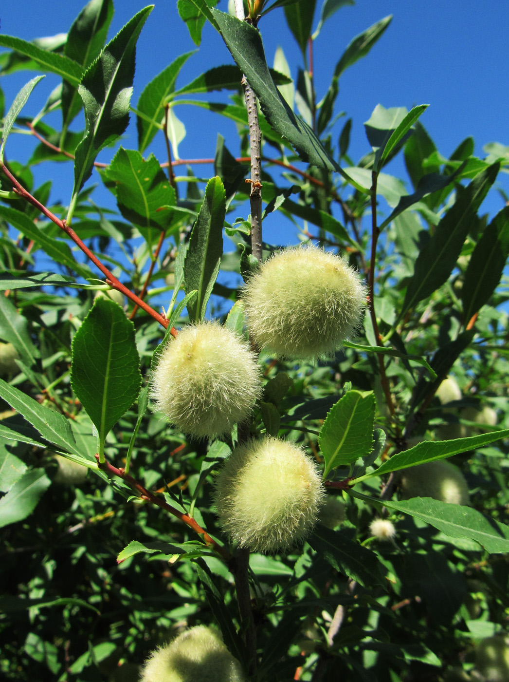 Image of Amygdalus nana specimen.