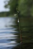 Lobelia dortmanna