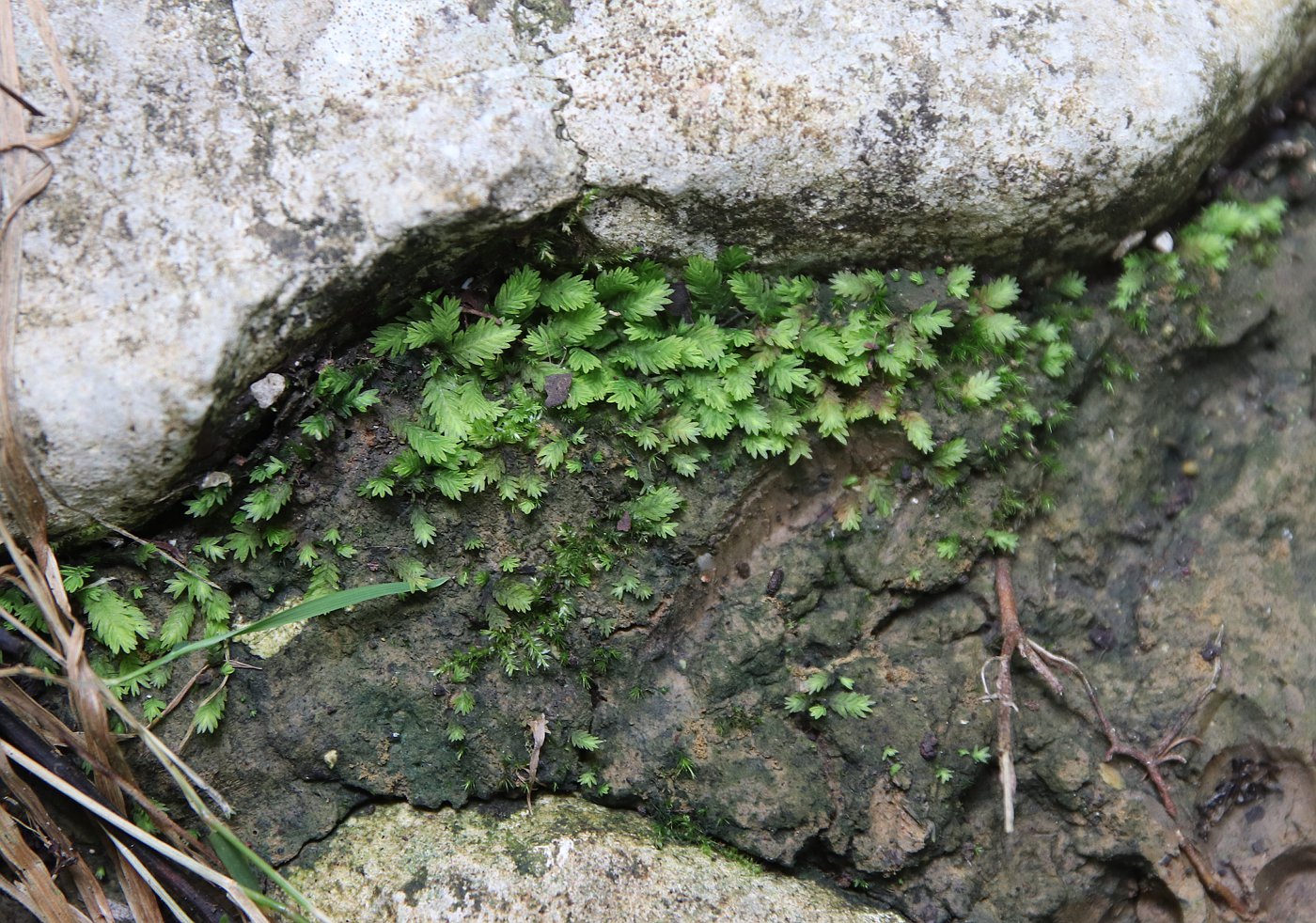 Image of Fissidens taxifolius specimen.