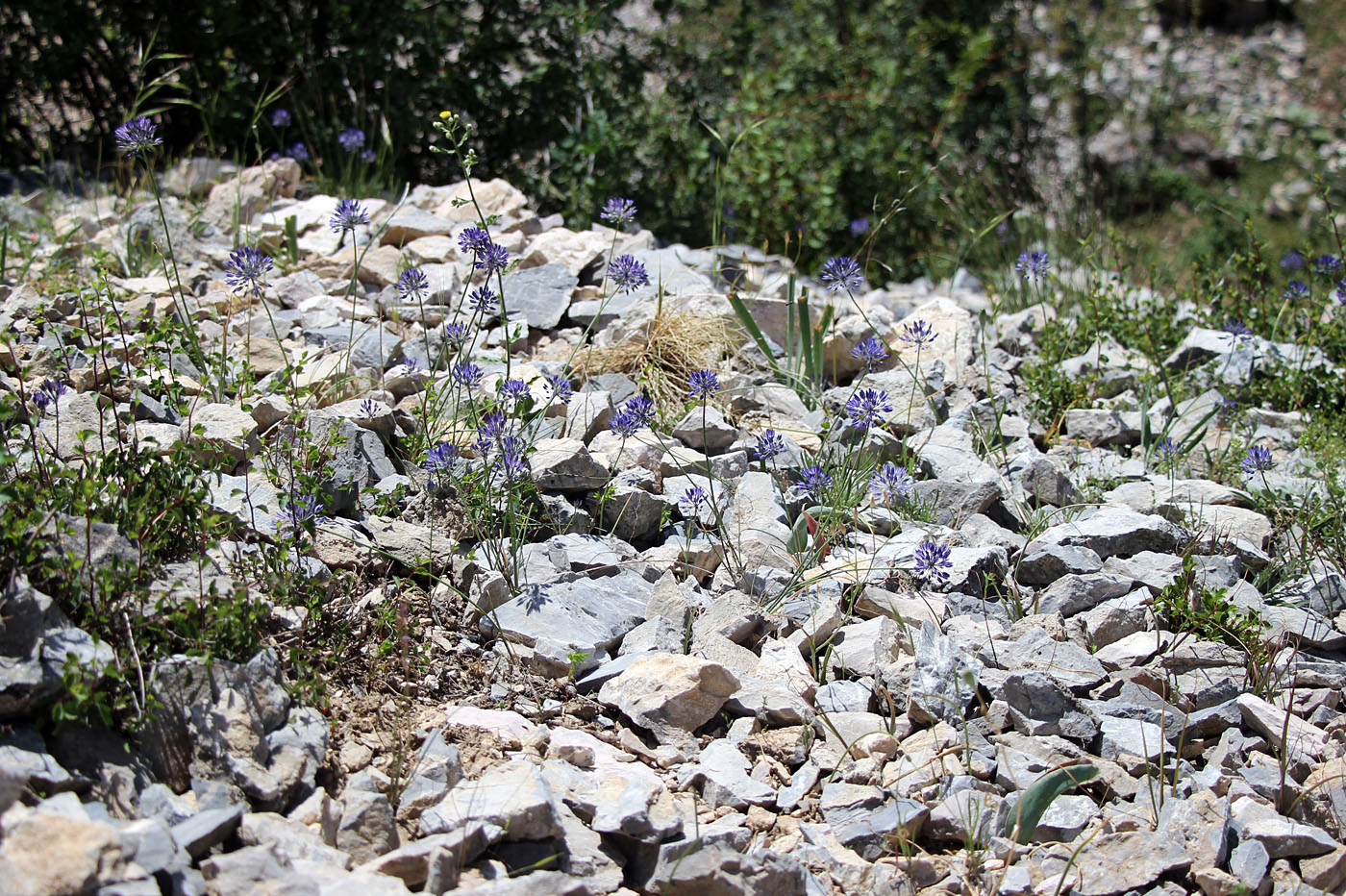 Image of Allium litvinovii specimen.