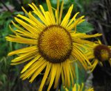 Telekia speciosa. Соцветие-корзинка. Украина, Ивано-Франковская обл., Надворнянский р-н, южные окрестности с. Максимец, склон горы. 31 августа 2010 г.