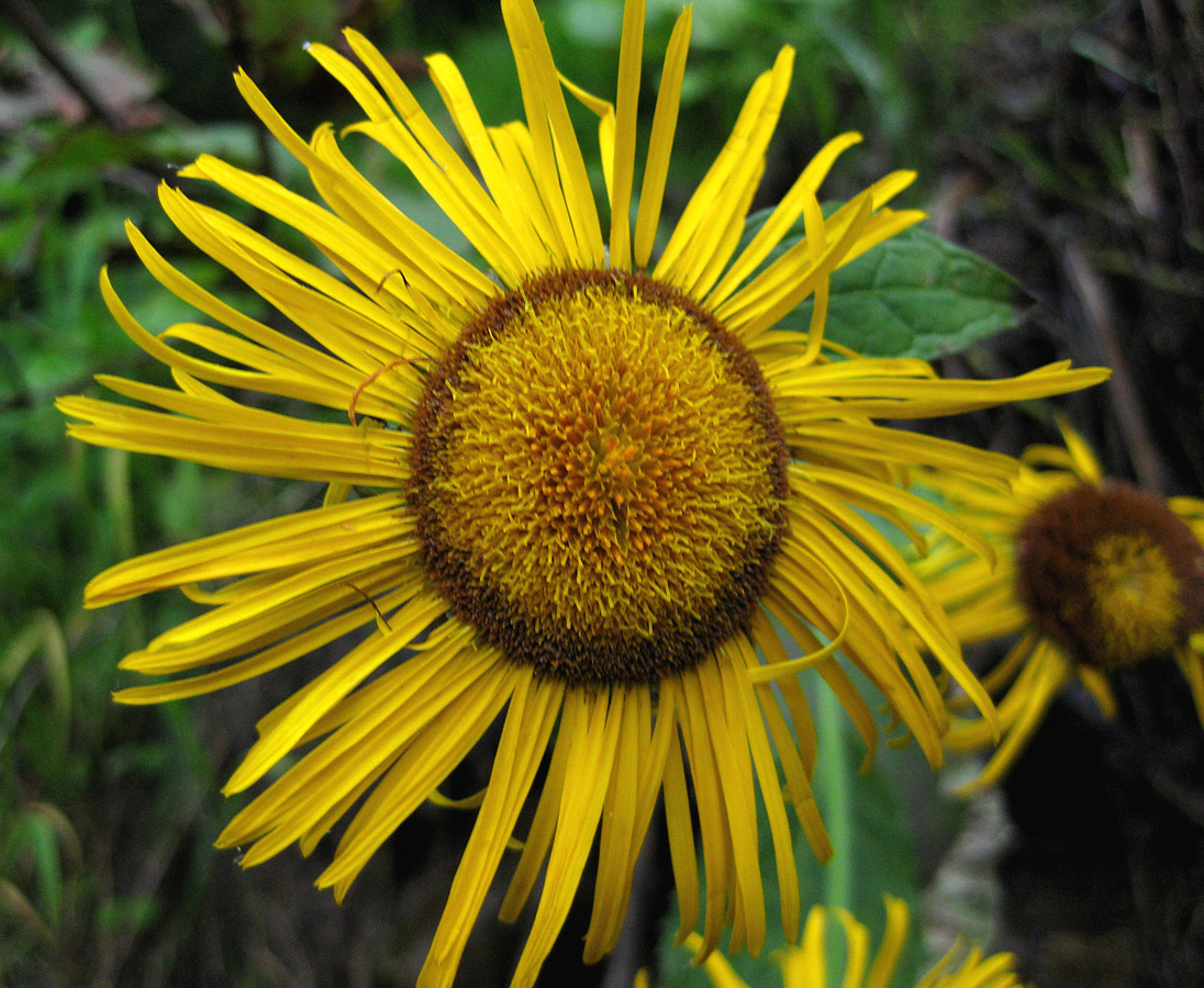 Изображение особи Telekia speciosa.