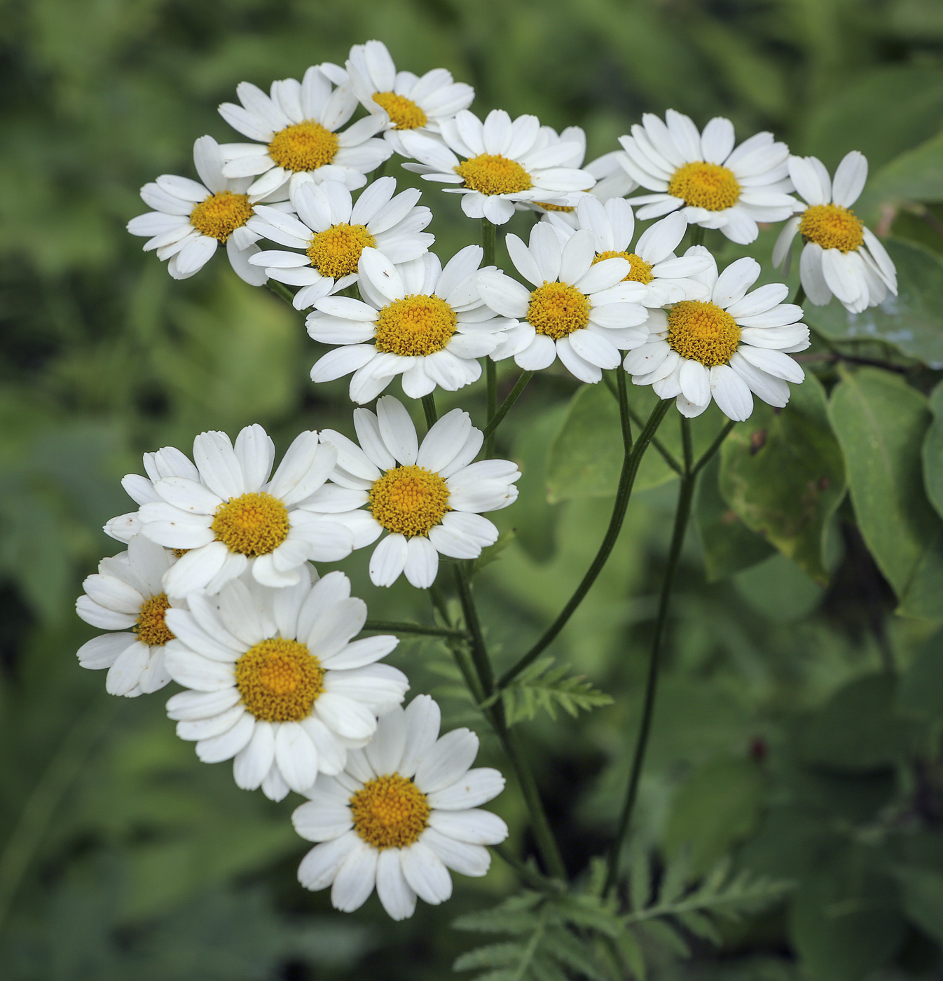 Изображение особи Pyrethrum corymbosum.