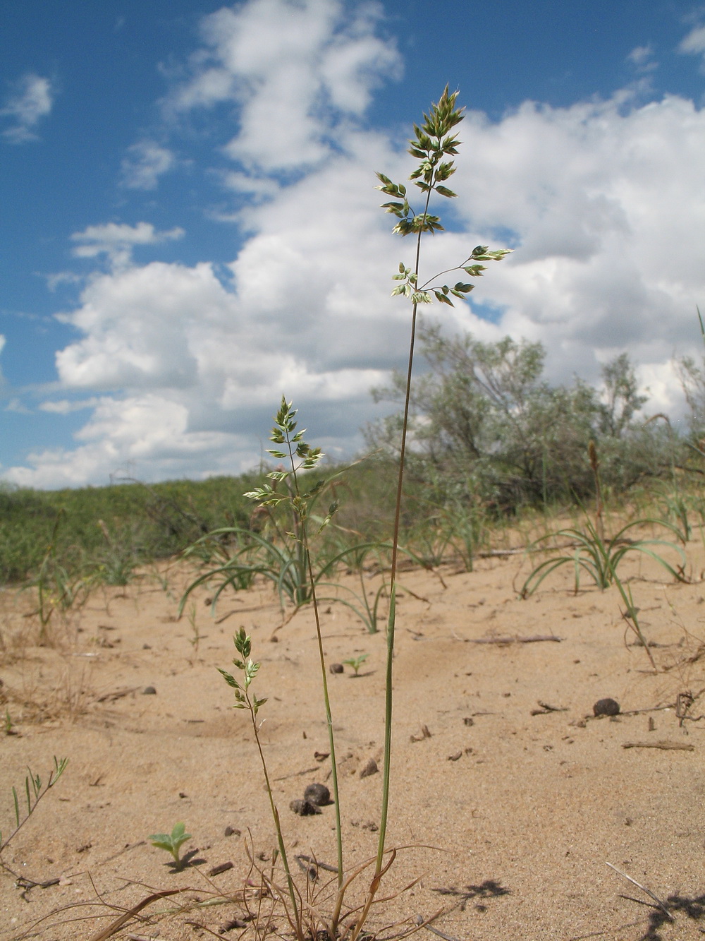 Image of Poa bulbosa specimen.