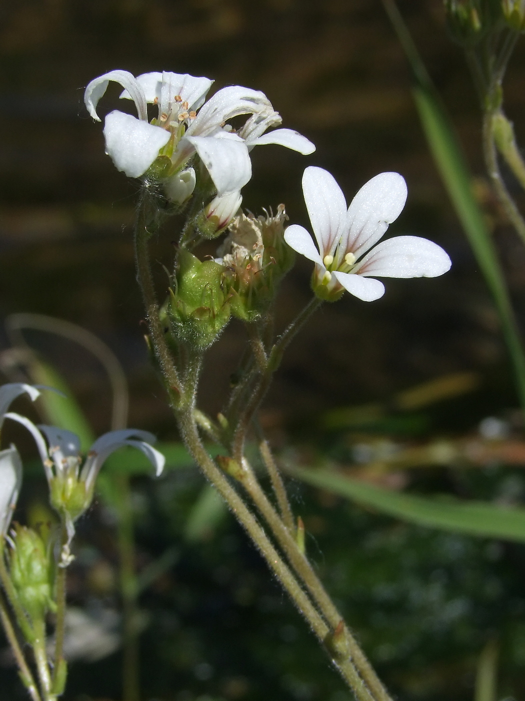 Image of Saxifraga radiata specimen.