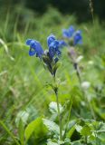 Dracocephalum grandiflorum. Верхушка цветущего растения. Республика Алтай, Усть-Коксинский р-н, окр. с. Мульта, перешеек между Нижним и Средним Мультинскими озёрами, поляна в сосновом лесу. 09.07.2021.