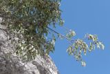 Celtis australis. Ветви с плодами. Крым, предгорья, окр. села Красный Мак, южный склон горы Кызык-Кулак-Кая. 12.10.2021.