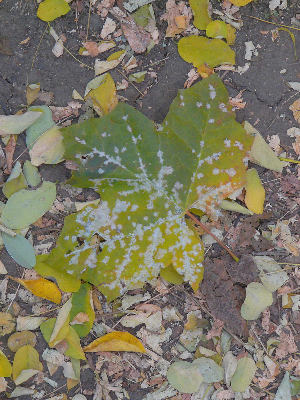 Image of Acer platanoides specimen.