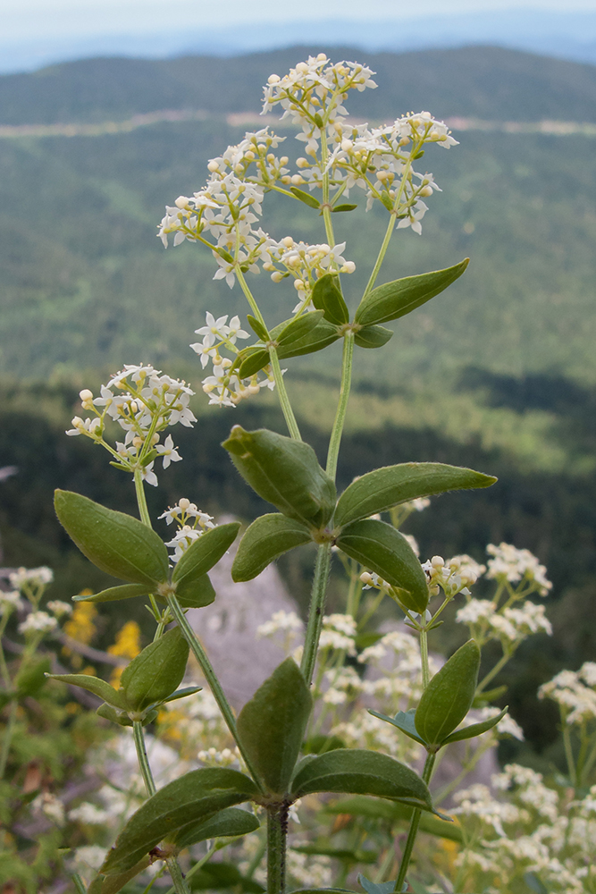 Изображение особи Galium valantioides.