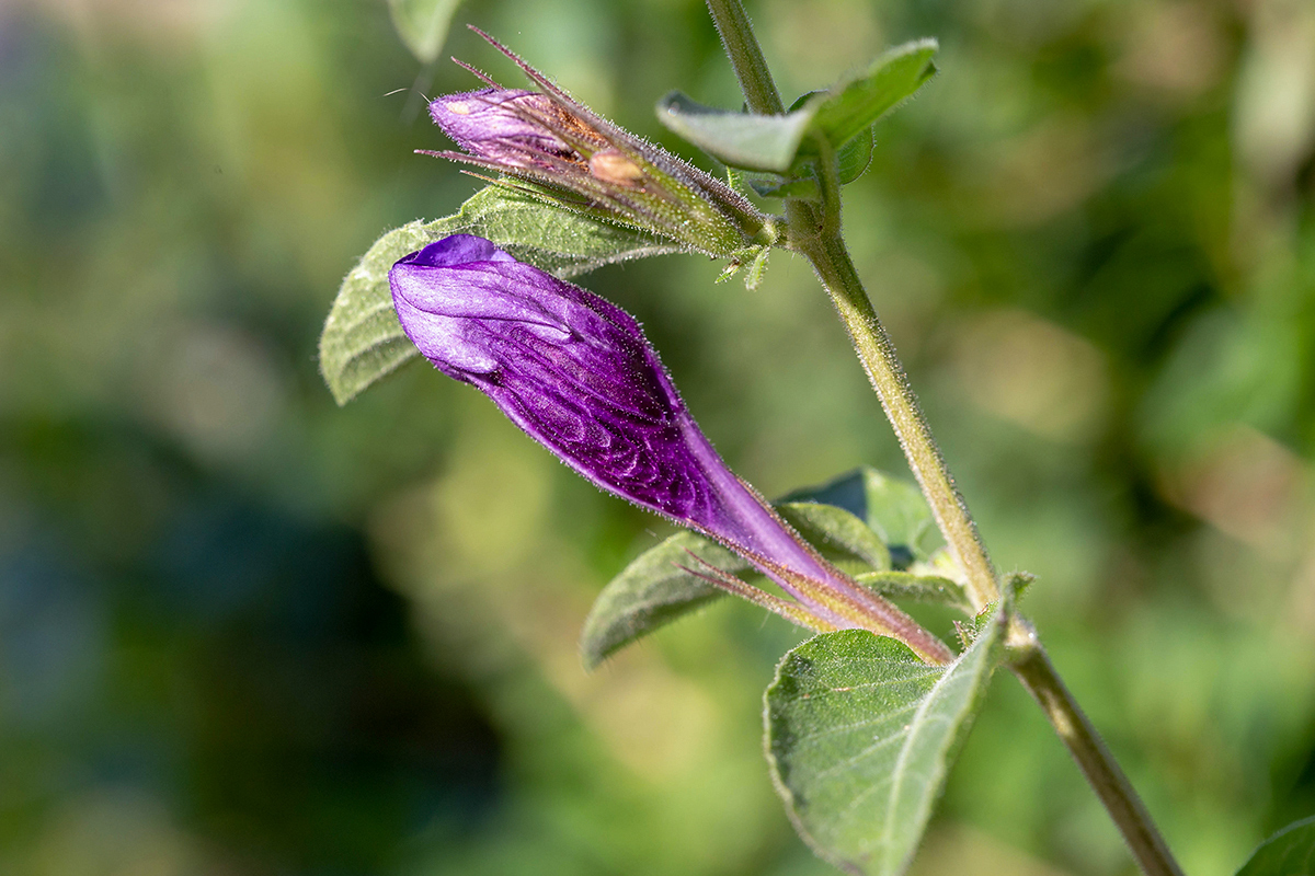 Image of Dyschoriste thunbergiiflora specimen.