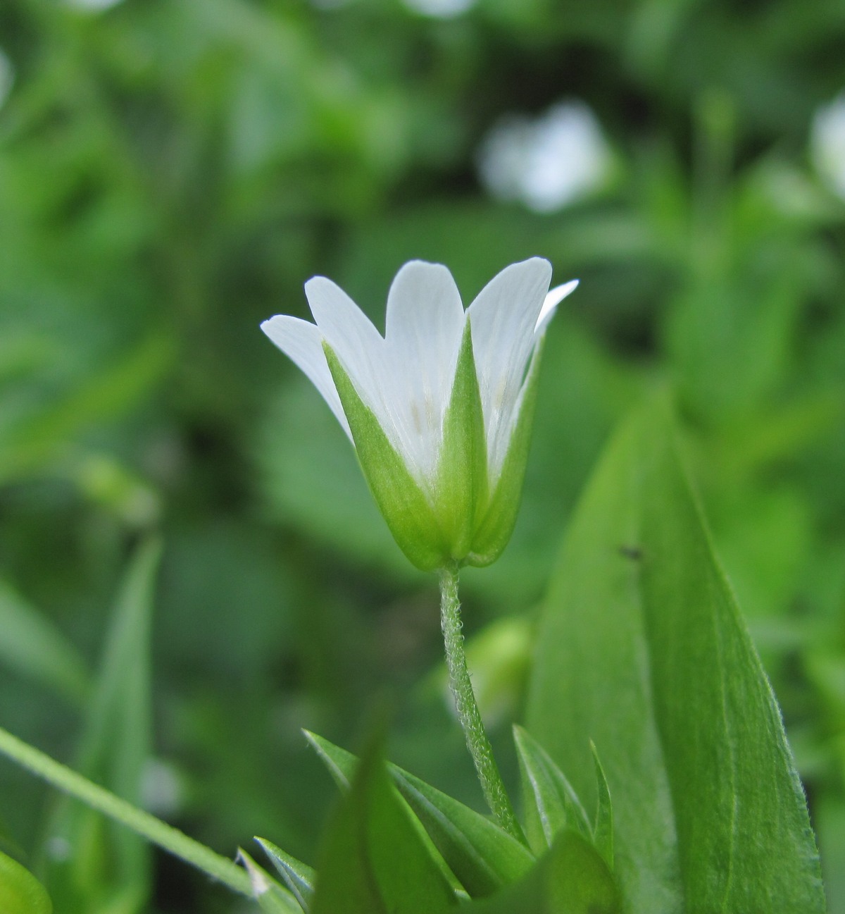 Image of Cerastium holosteum specimen.