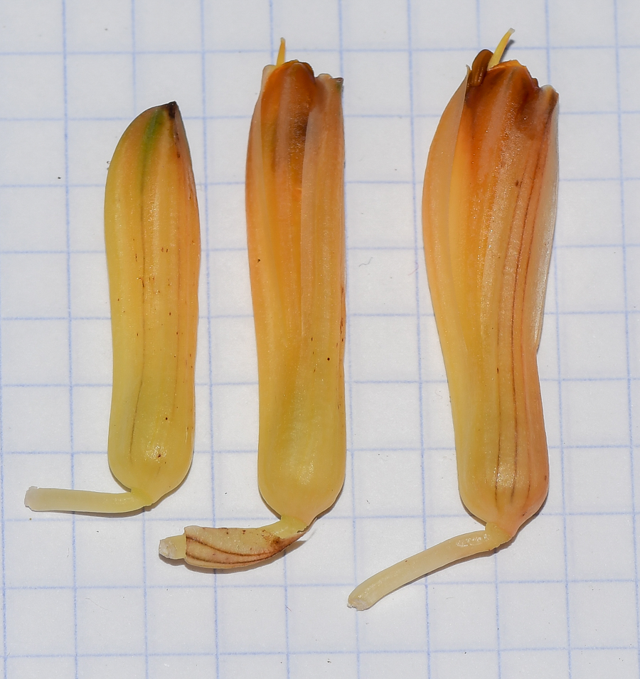 Image of Aloe cryptopoda specimen.