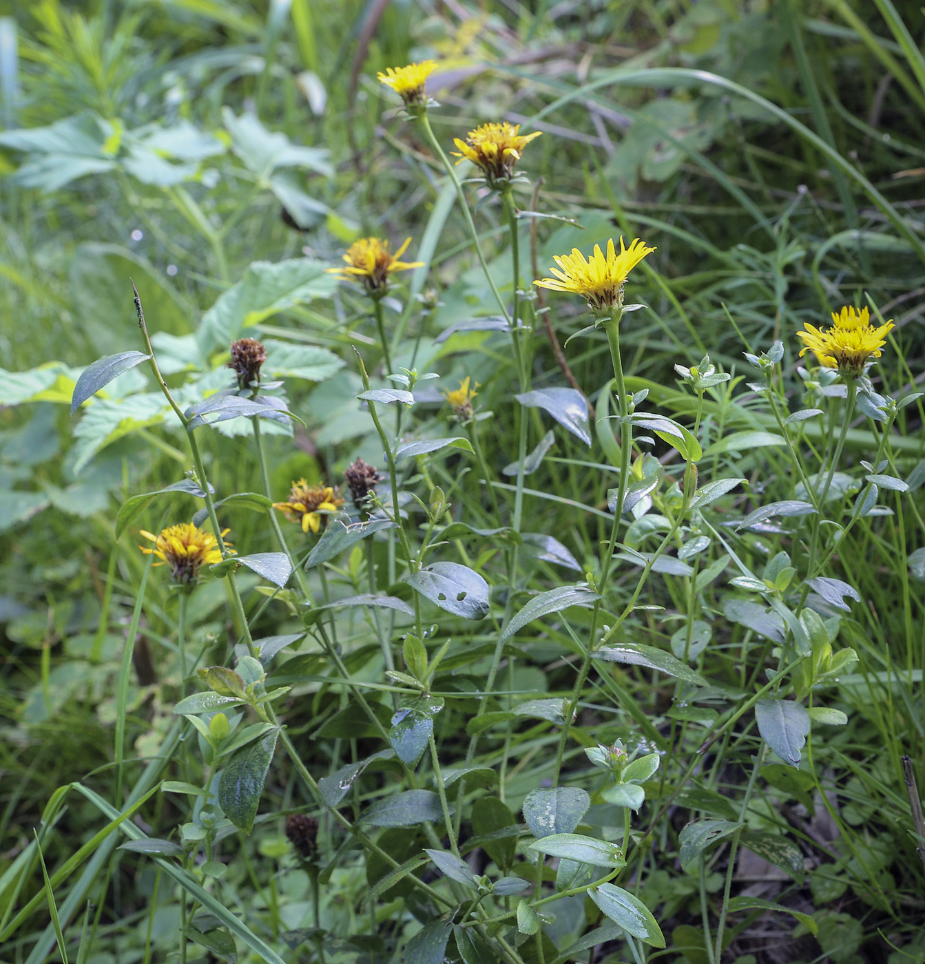 Image of genus Inula specimen.