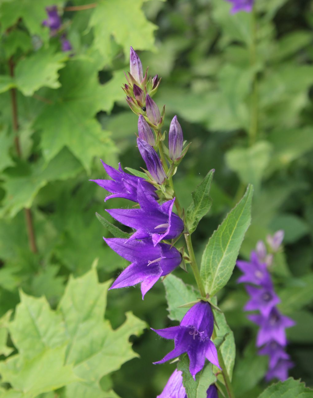 Изображение особи Campanula latifolia.