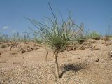 Astragalus eremospartoides