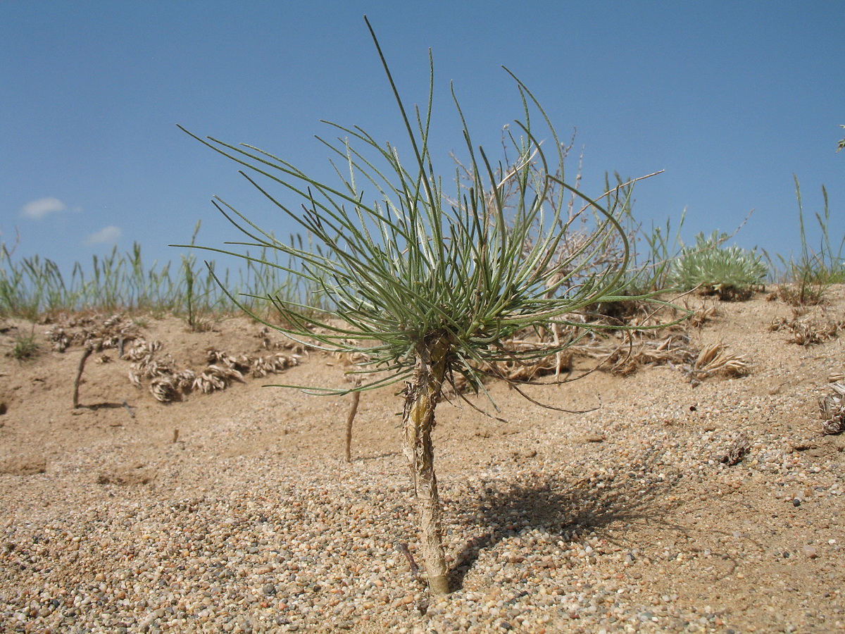 Изображение особи Astragalus eremospartoides.