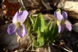 Viola hirta