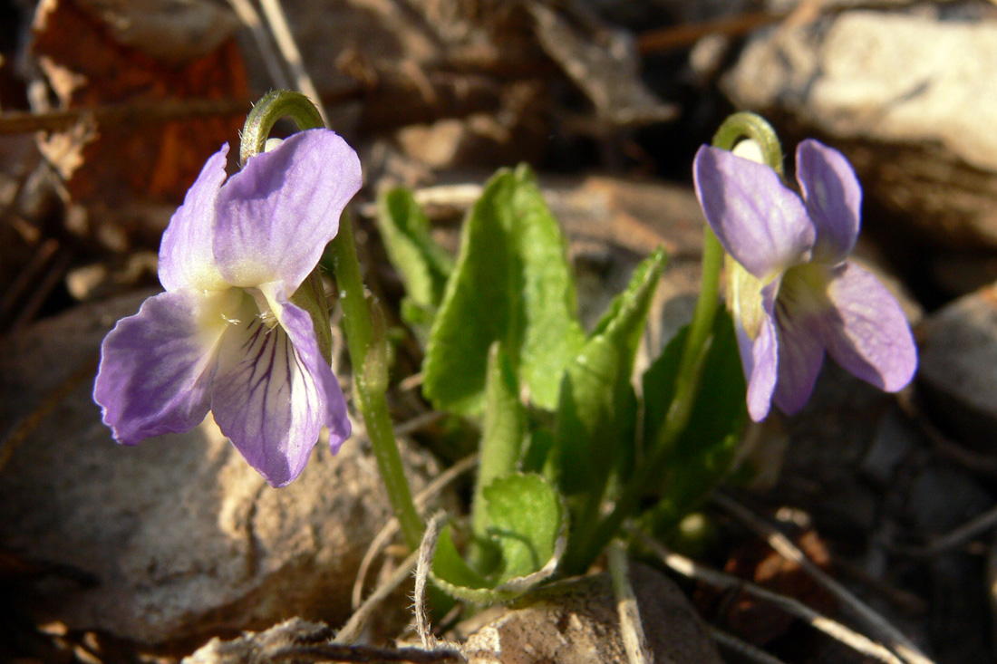 Image of Viola hirta specimen.