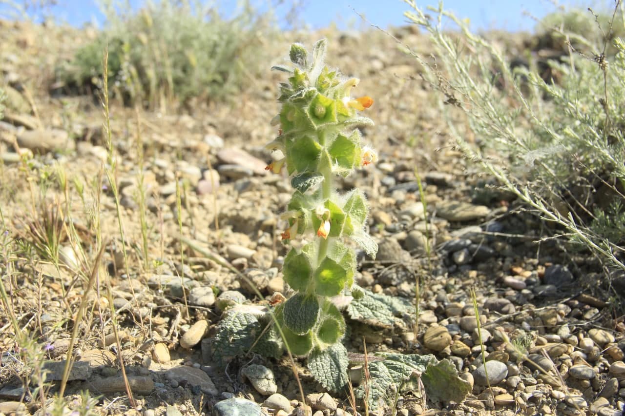 Image of Eremostachys isochila specimen.