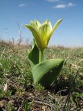 Tulipa berkariensis. Цветущее растение. Казахстан, Джамбулская обл., предгорья Таласского Алатау, левая сторона каньона Коксай, ≈ 1900 м н.у.м., предгорная степь, дно мелкой балки, где весной задерживается снежник. 15 апреля 2022 г.