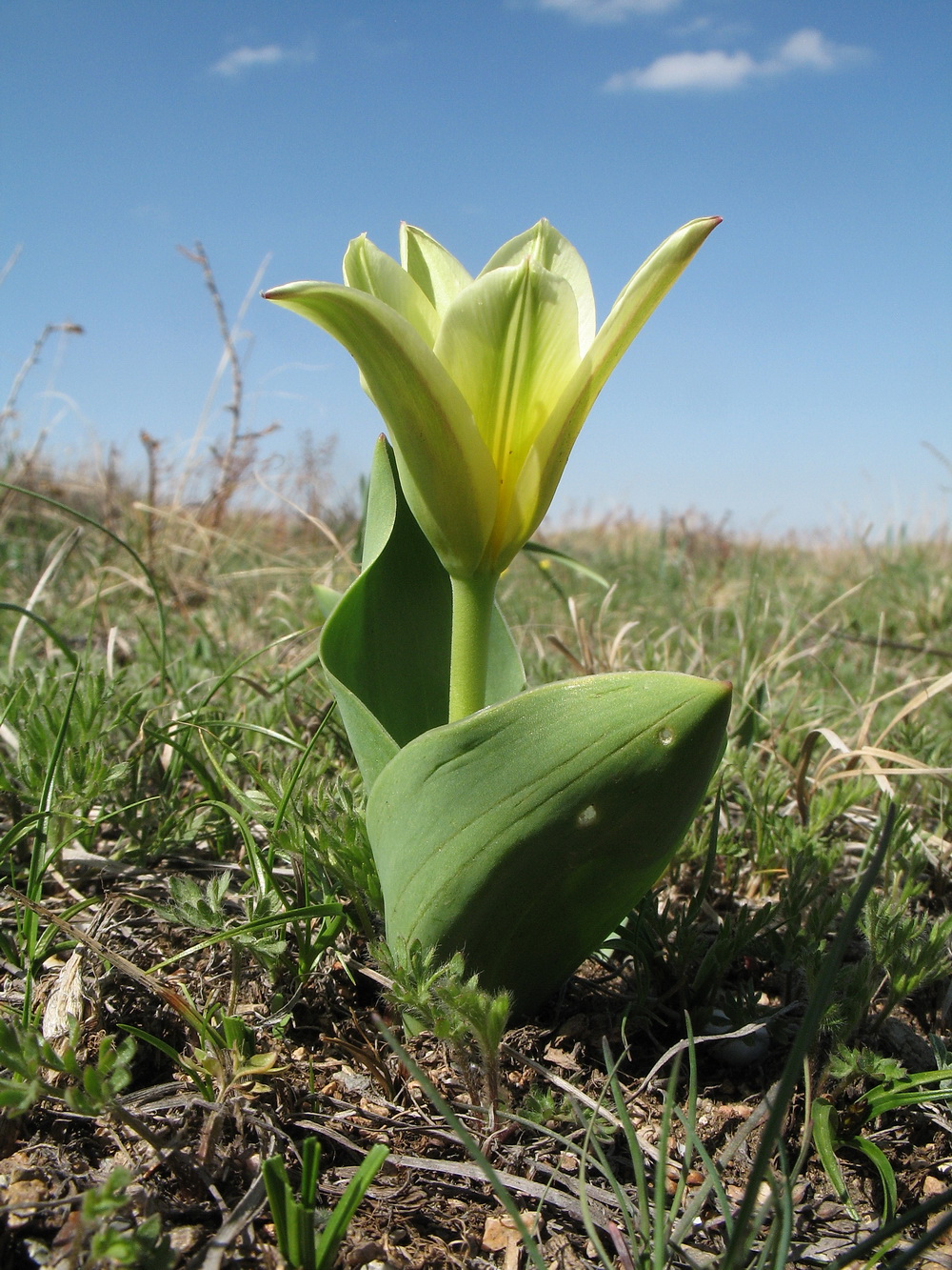 Изображение особи Tulipa berkariensis.