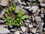 Claytonia sarmentosa