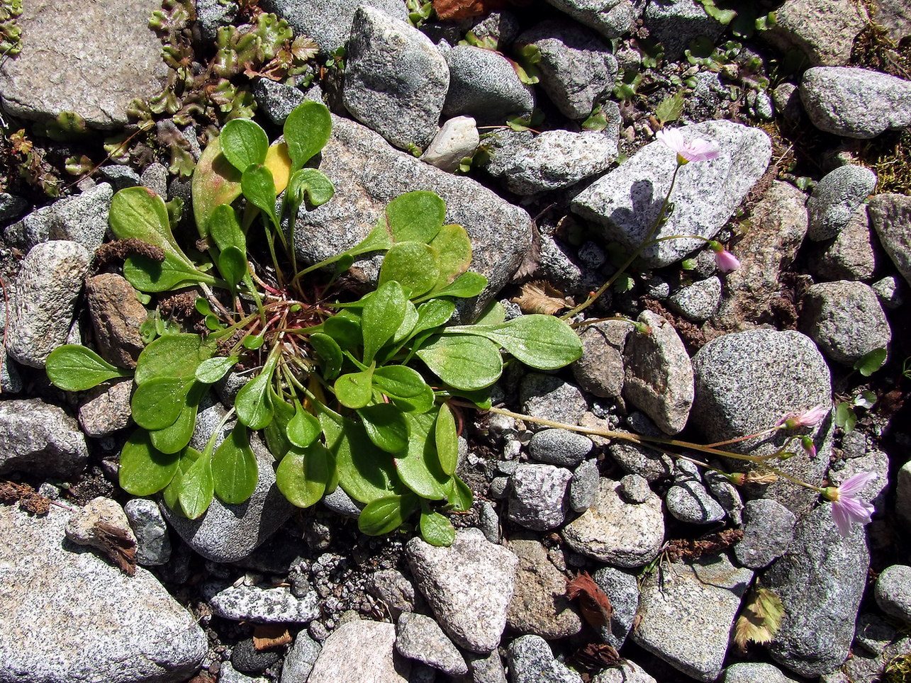 Image of Claytonia sarmentosa specimen.