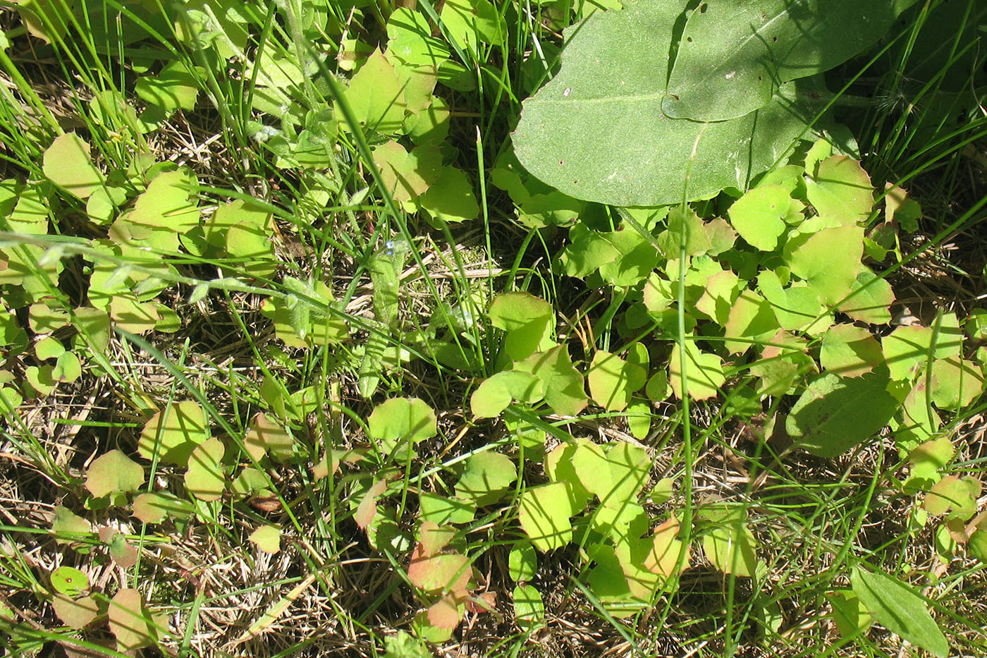 Image of Mahonia aquifolium specimen.