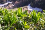 Colchicum speciosum