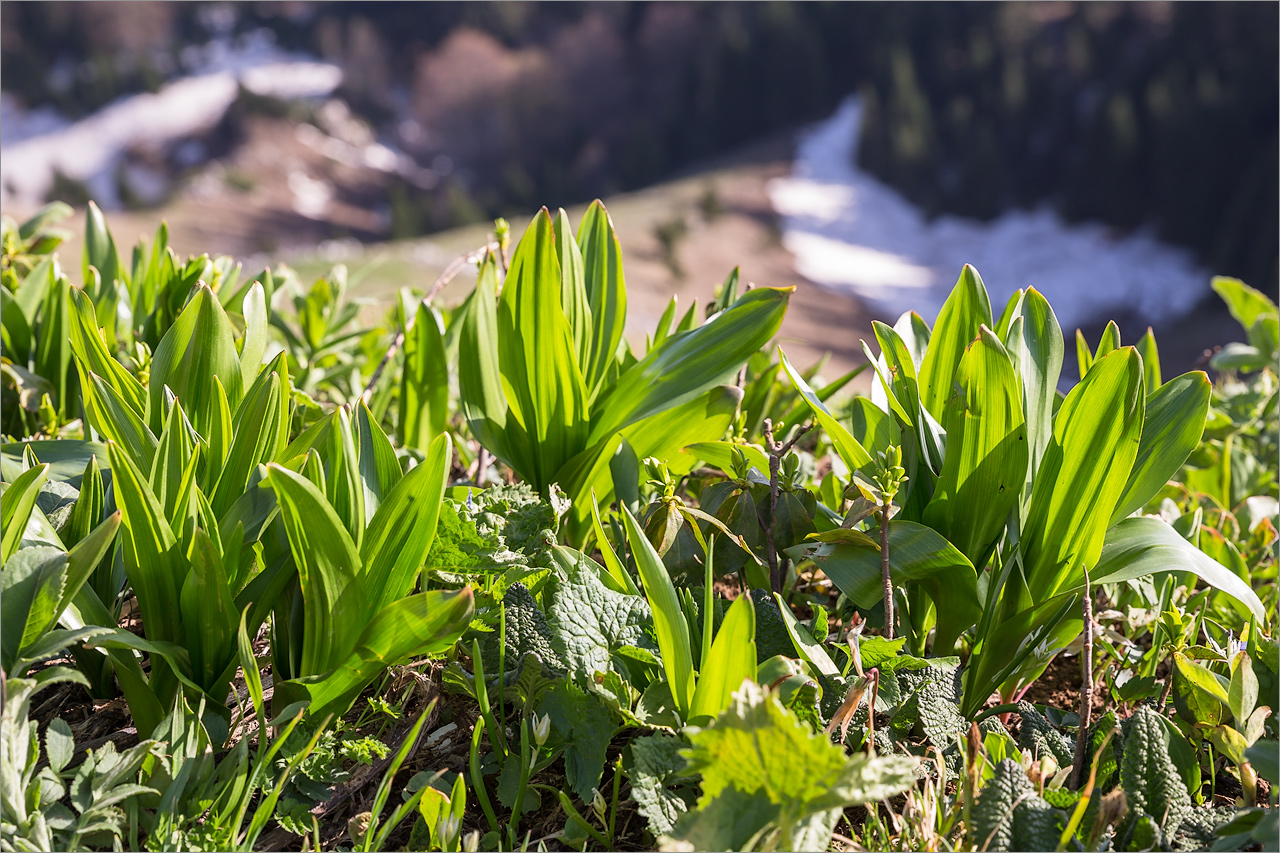 Image of Colchicum speciosum specimen.