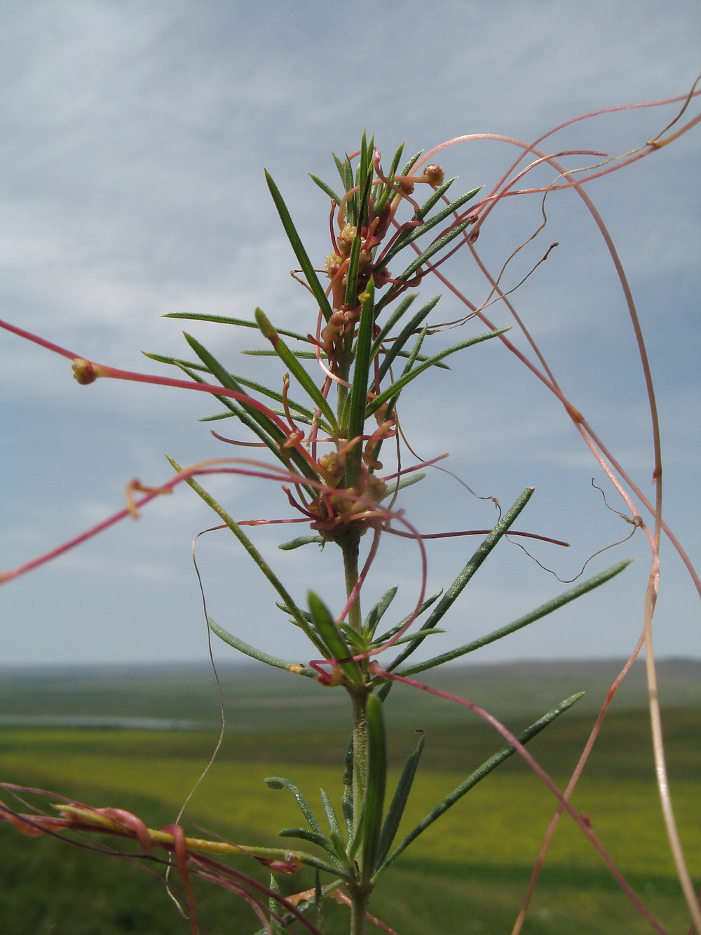 Image of genus Cuscuta specimen.