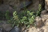 Alyssum разновидность desertorum