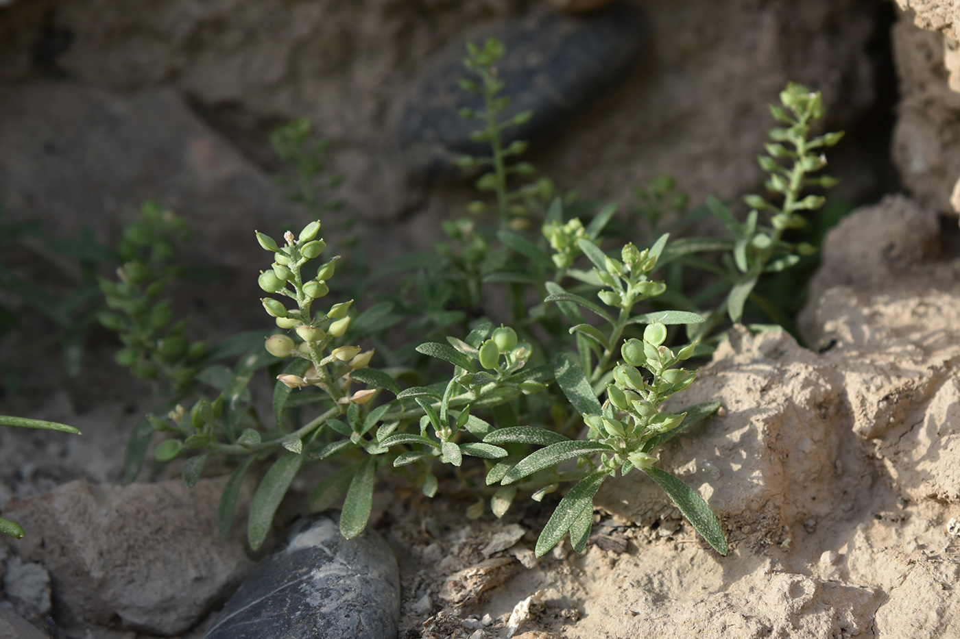 Изображение особи Alyssum turkestanicum var. desertorum.