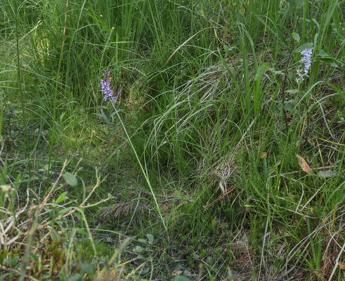 Изображение особи Dactylorhiza maculata.