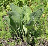 Plantago maxima