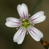 Petrorhagia saxifraga. Цветок. Республика Абхазия, р. Кяласур. 23.08.2009.