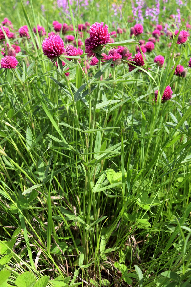 Image of Trifolium alpestre specimen.