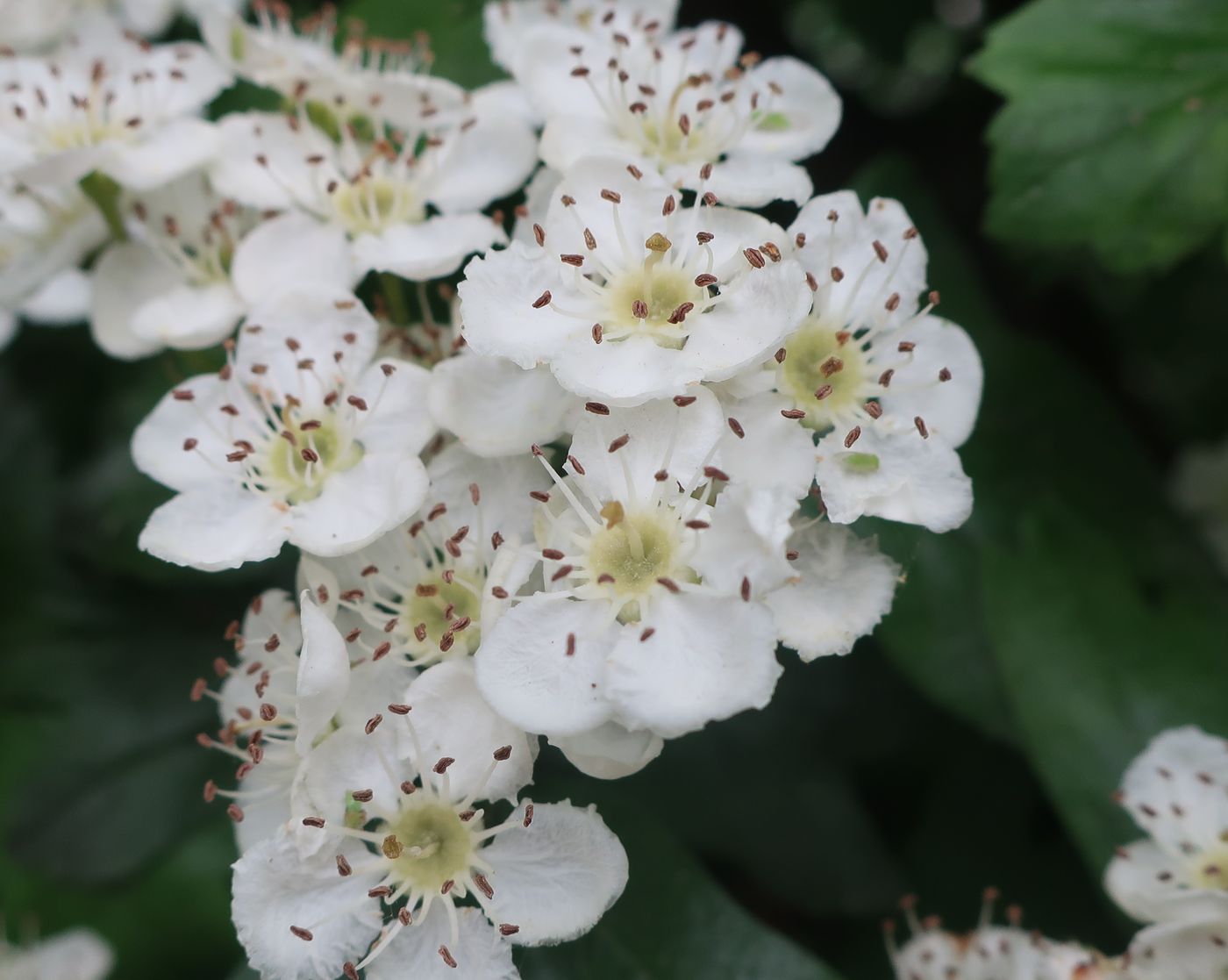 Изображение особи род Crataegus.