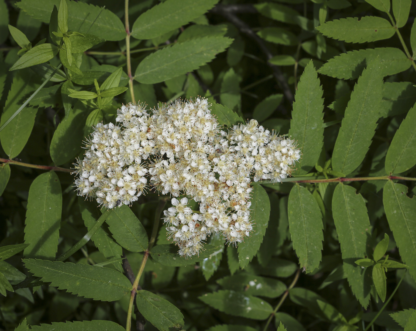 Изображение особи Sorbus aucuparia.