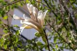 Ceiba insignis